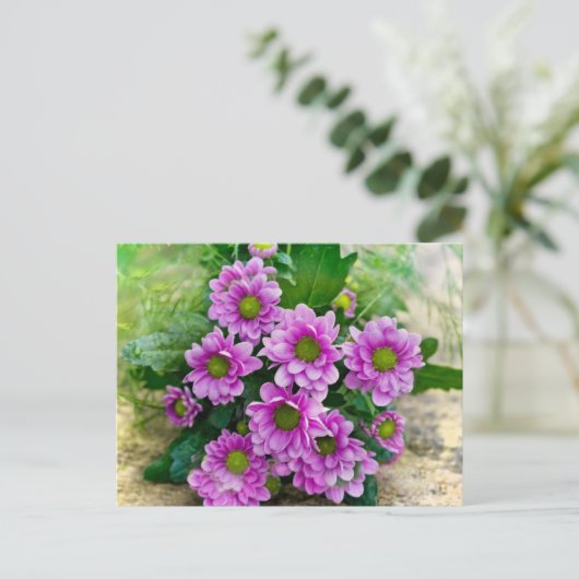 Carte Postale Astres roses (Debout devant)