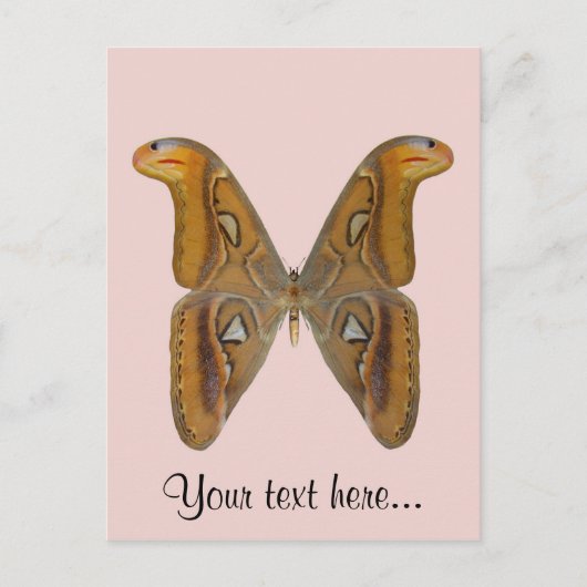 Carte Postale Atlas Moth (Devant)