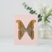 Carte Postale Atlas Moth (Debout devant)