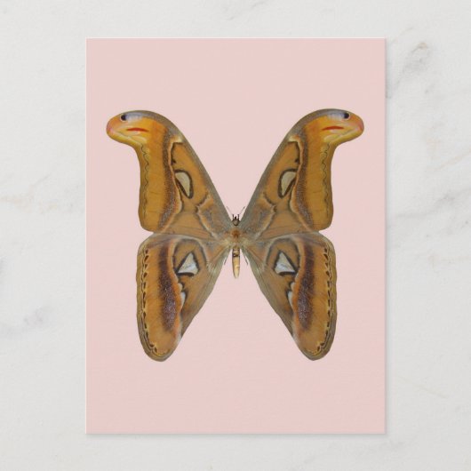 Carte Postale Atlas Moth (Devant)