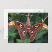 Carte Postale Atlas Moth (Devant / Derrière)