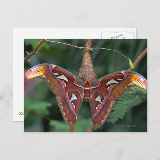 Carte Postale Atlas Moth (Devant / Derrière)