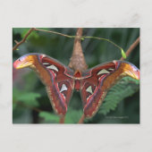 Carte Postale Atlas Moth (Devant)