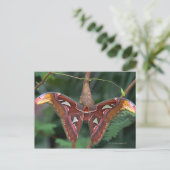 Carte Postale Atlas Moth (Debout devant)