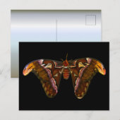 Carte Postale Atlas Moth - Snake Head (Devant / Derrière)