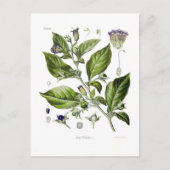 Carte Postale Atropa belladonna (Deadly Nightshade) (Devant)
