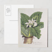 Carte Postale Atropa mandragora (Devant / Derrière)
