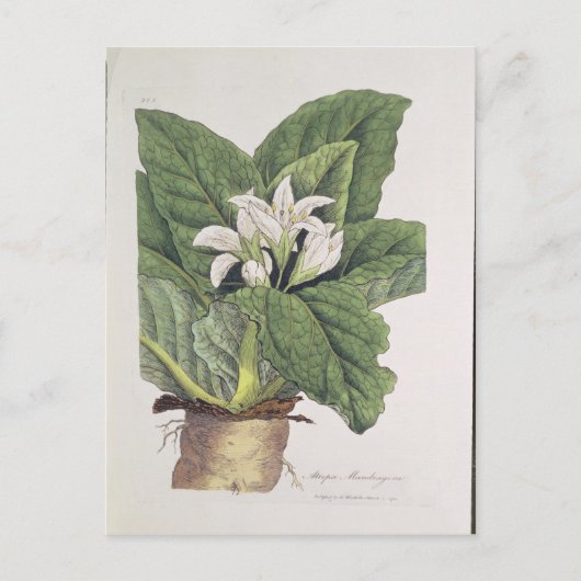 Carte Postale Atropa mandragora (Devant)