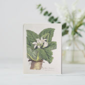 Carte Postale Atropa mandragora (Debout devant)