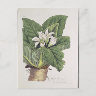 Carte Postale Atropa mandragora