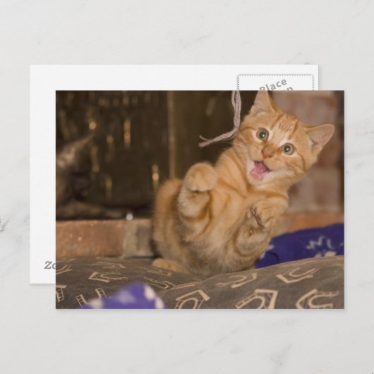 Carte Postale Attaque à Kitten (Devant / Derrière)