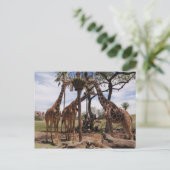 Carte Postale Attaque à la girafe (Debout devant)