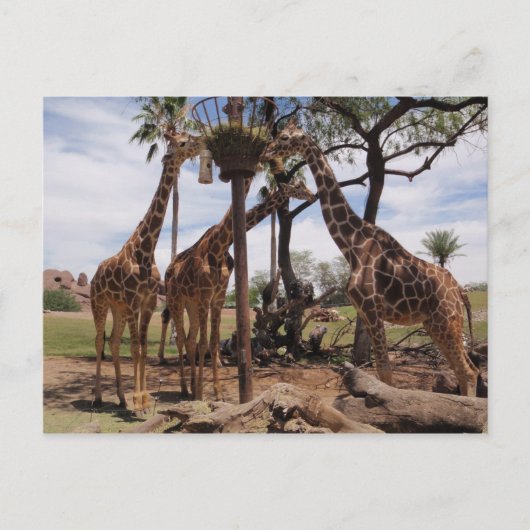 Carte Postale Attaque à la girafe (Devant)