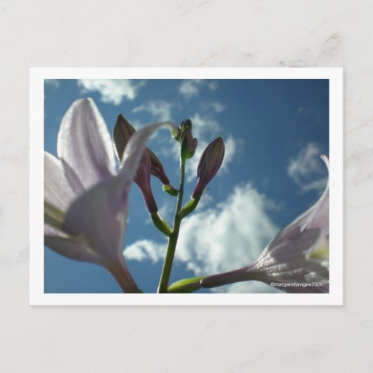 Carte Postale "Atteindre pour le ciel" (Devant)