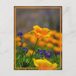 Carte Postale Atteindre pour l'étoile