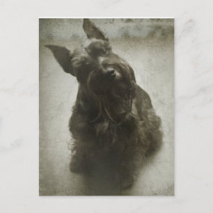 Carte Postale Attente