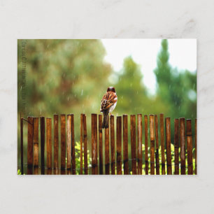 Carte Postale Attente