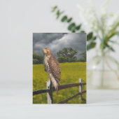 Carte Postale Attente de la tempête - Red tail Hawk (Debout devant)