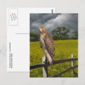 Carte Postale Attente de la tempête - Red tail Hawk (Devant / Derrière)