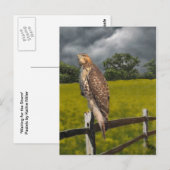 Carte Postale Attente de la tempête - Red tail Hawk (Devant / Derrière)