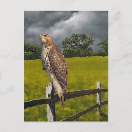 Carte Postale Attente de la tempête - Red tail Hawk (Devant)