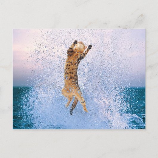 Carte Postale Attente du chat (Devant)