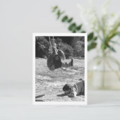 Carte Postale attention ! (Debout devant)