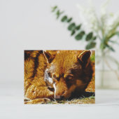 Carte Postale Attention (Debout devant)