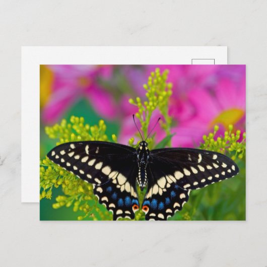 Carte Postale Atterrissage à queue nue (Devant / Derrière)