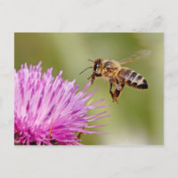 Atterrissage d'abeilles sur une fleur de chardon d