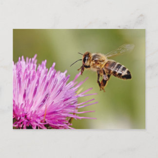 Carte Postale Atterrissage d'abeilles sur une fleur de chardon d