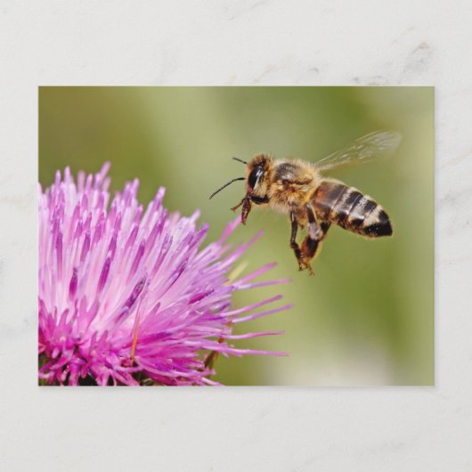 Carte Postale Atterrissage d'abeilles sur une fleur de chardon d (Devant)