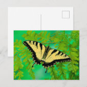 Carte Postale Atterrissage de papillon à queue noire (Devant / Derrière)