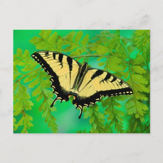 Carte Postale Atterrissage de papillon à queue noire (Devant)