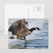 Carte Postale Atterrissage d'oie du Canada sur le lac d'hiver (Devant / Derrière)