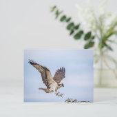 Carte Postale Atterrissage du balbuzard pêcheur dans le nid (Debout devant)