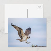 Carte Postale Atterrissage du balbuzard pêcheur dans le nid (Devant / Derrière)