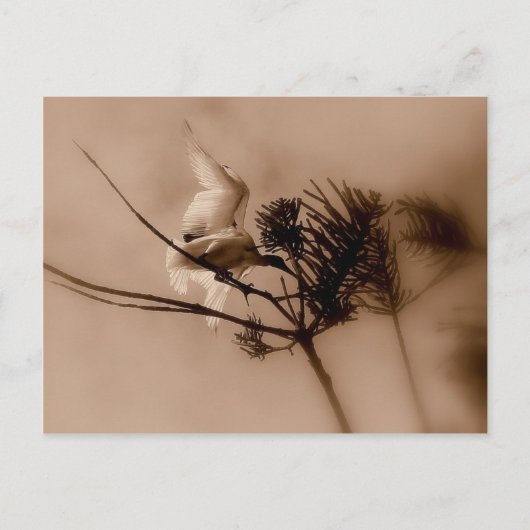 Carte Postale atterrissage en douceur (Devant)