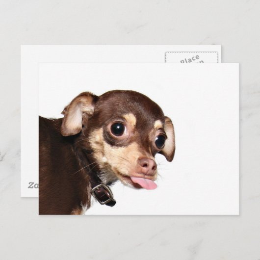 Carte postale attitude Chihuahua (Devant / Derrière)