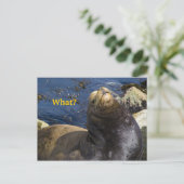 Carte Postale Attitude des lions de mer (Debout devant)