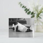 Carte Postale Attitude du chat (Debout devant)