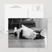 Carte Postale Attitude du chat (Devant / Derrière)