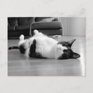 Carte Postale Attitude du chat