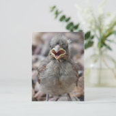 Carte postale Attitude Oiseau-Bébé (Debout devant)