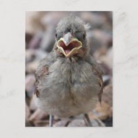 Carte postale Attitude Oiseau-Bébé