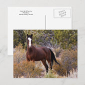 Carte Postale Attrapez-Moi Si Vous Pouvez (Devant / Derrière)