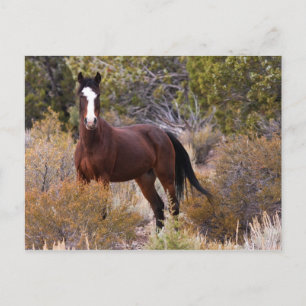 Carte Postale Attrapez-Moi Si Vous Pouvez