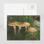 Carte Postale Au Coeur Du Champion De Bois (Devant / Derrière)