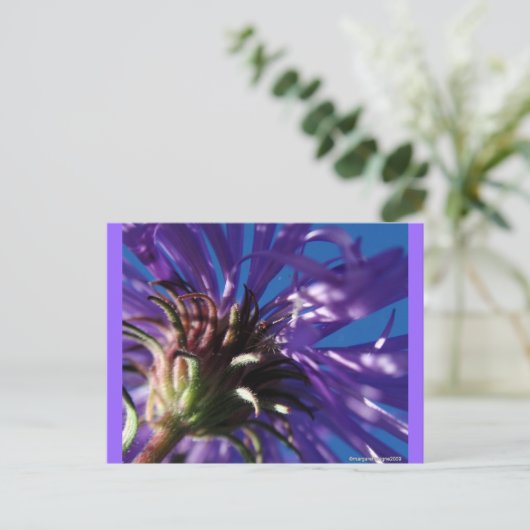 Carte Postale Au-dessous d'un aster (Debout devant)