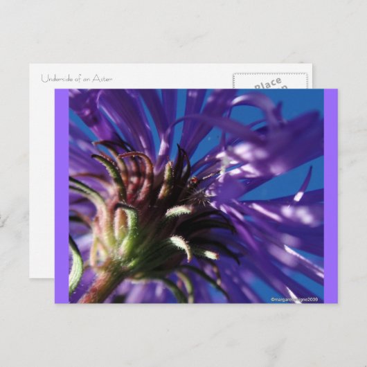 Carte Postale Au-dessous d'un aster (Devant / Derrière)